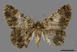 ǦW:Racotis boarmiaria