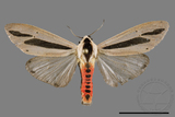 ǦW:Creatonotos gangis