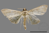 ǦW:Crambidae sp.