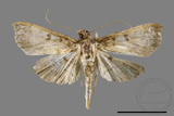 ǦW:Ceratarcha umbrosa