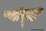 ǦW:Ceratarcha umbrosa