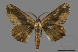 ǦW:Menophra anaplagiata