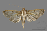 ǦW:Ceratarcha umbrosa