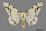 ǦW:Biston perclarus