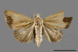 ǦW:Borsippa sp.