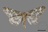 ǦW:Percnia luridaria nominoneura