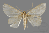 ǦW:Ectropis sp.