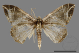 ǦW:Ecliptopera rectilinea kanshinensis