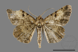 ǦW:Psilalcis pulveraria