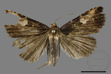 ǦW:Pseudosphetta moorei