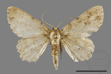 ǦW:Ectropis bhurmitra