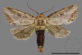 ǦW:Sesamia sp.