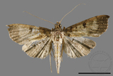 ǦW:Ceratarcha umbrosa