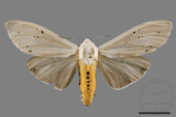 ǦW:Creatonotos transiens vacillans