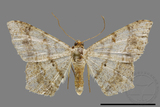 ǦW:Macaria abydata