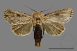 ǦW:Sesamia sp.