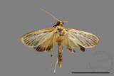 ǦW:Crambidae sp.