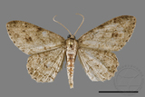 ǦW:Ectropis excellens