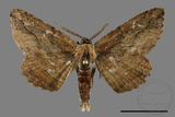 ǦW:Menophra anaplagiata