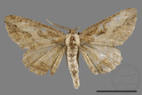 ǦW:Menophra anaplagiata