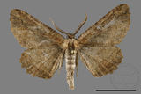 ǦW:Menophra anaplagiata