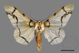 ǦW:Biston perclarus