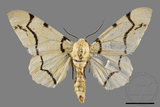 ǦW:Biston perclarus