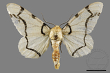 ǦW:Biston perclarus