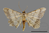 ǦW:Macaria abydata