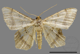 ǦW:Macaria abydata