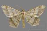 ǦW:Macaria abydata