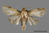 ǦW:Crambidae sp.