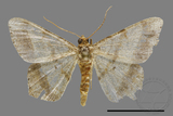 ǦW:Macaria abydata