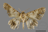 ǦW:Racotis boarmiaria