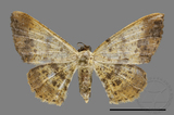 ǦW:Lophobates ochrolaria