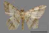 ǦW:Macaria abydata