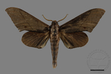 ǦW:Marumba cristata bukaiana