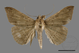 ǦW:Ericeia sp.