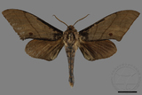 ǦW:Marumba cristata bukaiana