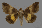 ǦW:Bastilla fulvotaenia