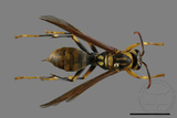 ǦW:Polistes rothneyi