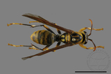 ǦW:Polistes rothneyi