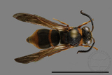 ǦW:Anterhynchium flavomarginatum formosicola