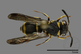 ǦW:Antepipona biguttata