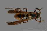 ǦW:Polistes eboshinus