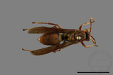 ǦW:Polistes formosanus