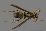 ǦW:Polistes rothneyi