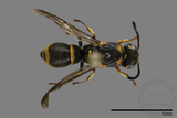 ǦW:Subancistrocerus kankauensis