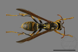 ǦW:Polistes rothneyi