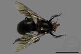 ǦW:Xylocopa tranquebarorum